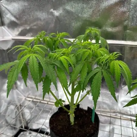 Rainbow Guava #5 x TMZ