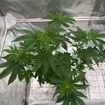 Ice Cream Banger REG