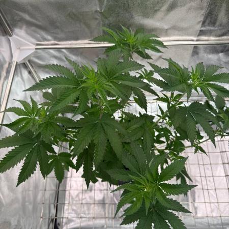 Ice Cream Banger REG