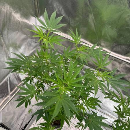 Rainbow Push Pop REG