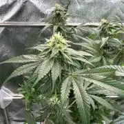 Black Maple 22 x Sherbanger