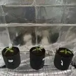 Swampwater Fumez REG