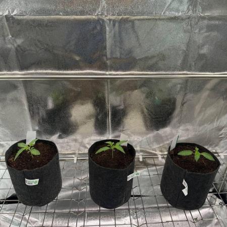 Swampwater Fumez REG