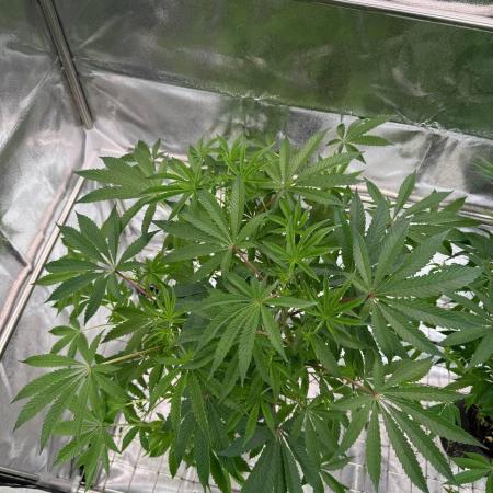 Peanut Butter Lime REG