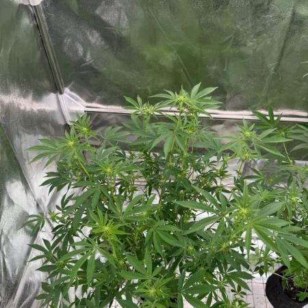 Tropicana Cookies x TMZ REG