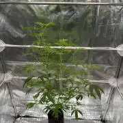 Ice Cream Banger REG