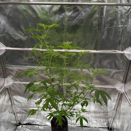 Ice Cream Banger REG