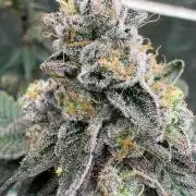 Black Maple 22 x Sherbanger