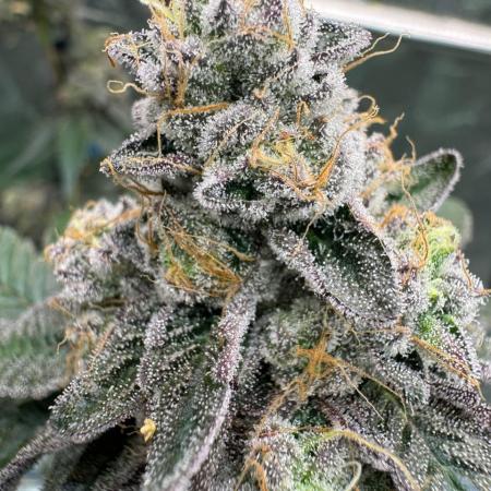 Black Maple 22 x Sherbanger