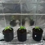 Rainbow Guava #5 x TMZ