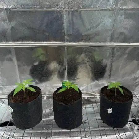 Rainbow Guava #5 x TMZ