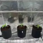 Black Maple 22 x Sherbanger