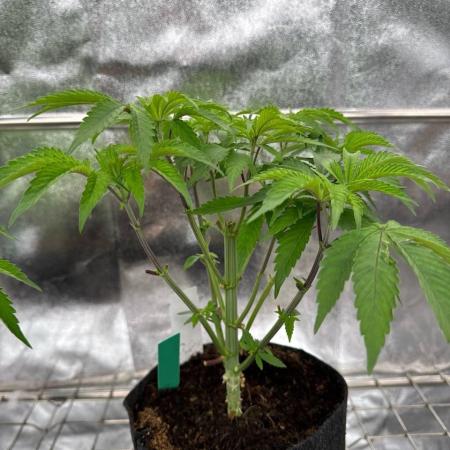 Sour Zoda
