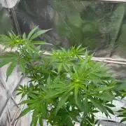 Black Maple 22 x Sherbanger