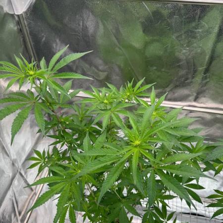 Black Maple 22 x Sherbanger