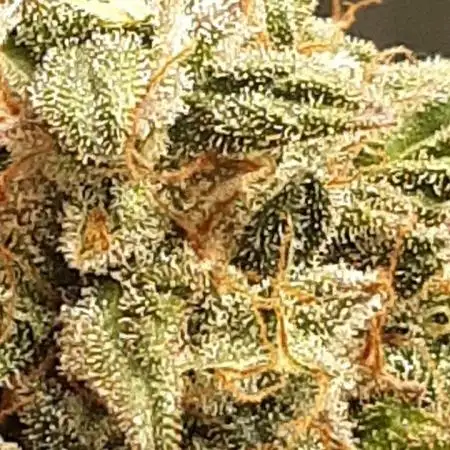 dosidos x lsd x glue gelato