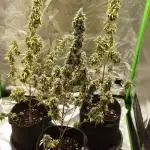 dosidos x lsd x glue gelato
