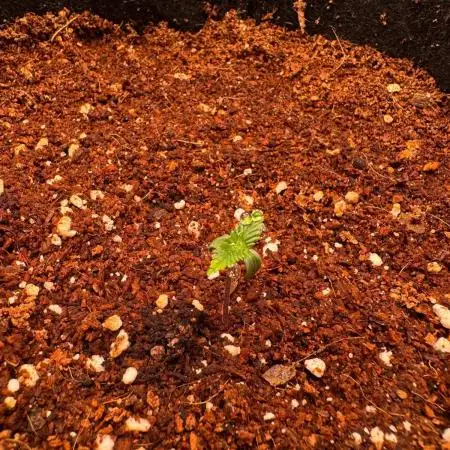 My first grow GC & PL auto from Fastbuds
