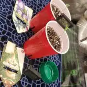 GMO COOKIE / Purple Urkle Strain Reveal