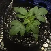 GMO COOKIE / Purple Urkle Strain Reveal