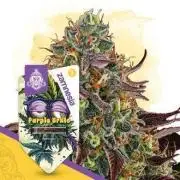 GMO COOKIE / Purple Urkle Strain Reveal