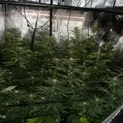 gmoCookie/purpleUrkle Split
