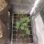GhostPurp