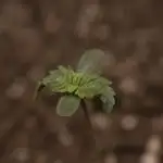 xl_xzax grow 1 random-seed-1