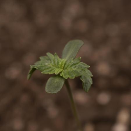 xl_xzax grow 1 random-seed-1