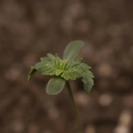 xl_xzax grow 1 random-seed-1