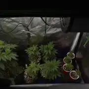 Purple Urkle ReBorn