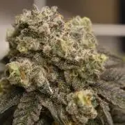 xl_xzax grow 1 kinglouie-seed-1??