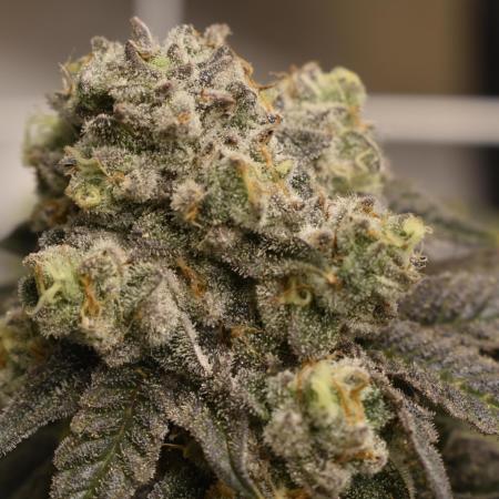 xl_xzax grow 1 kinglouie-seed-1??