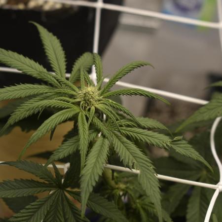 xl_xzax grow 1 kinglouie-seed-1??