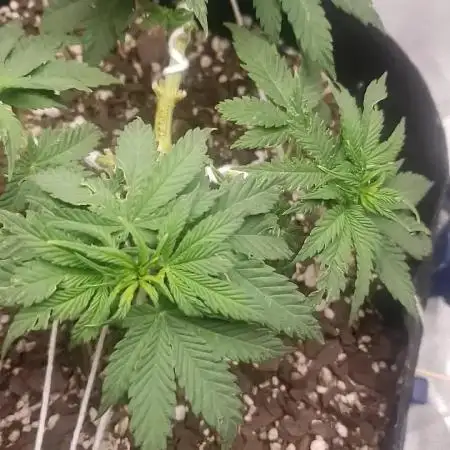 xl_xzax grow 1 random-seed-1