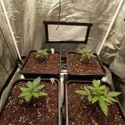 Herbst Grow 2026