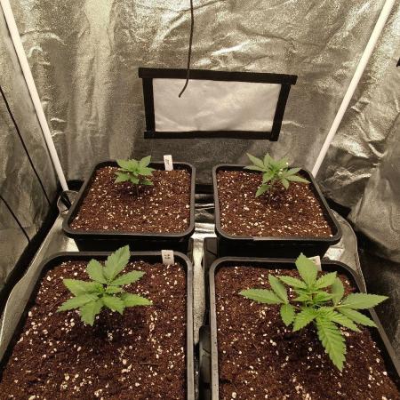 Herbst Grow 2026