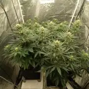 Frühlings Grow