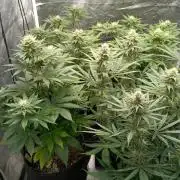 Frühlings Grow