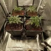 Herbst Grow 2026