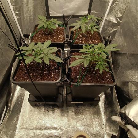 Herbst Grow 2026