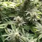 Grapefuel Gelato, KISS, Amnesia, Lemon O