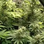 Grapefuel Gelato, KISS, Amnesia, Lemon O