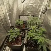 Herbst Grow 2026