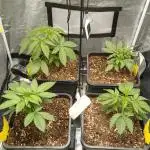 Grapefuel Gelato, KISS, Amnesia, Lemon O
