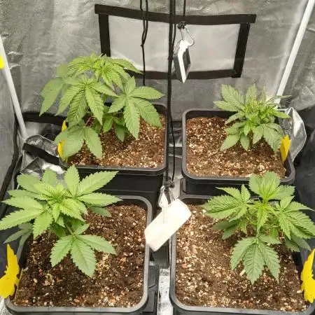 Grapefuel Gelato, KISS, Amnesia, Lemon O
