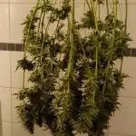 Grapefuel Gelato, KISS, Amnesia, Lemon O