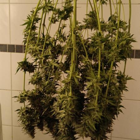 Grapefuel Gelato, KISS, Amnesia, Lemon O