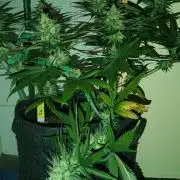 Frühlings Grow