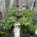 Grapefuel Gelato, KISS, Amnesia, Lemon O